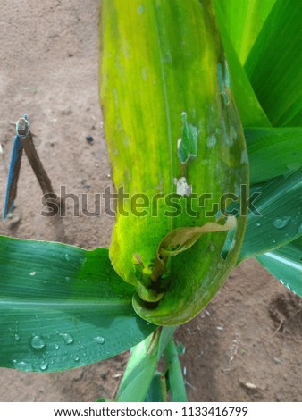 Corn leaf damage by pest from biotic stress, crop planting at the field.