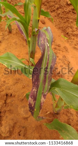 Corn leaf disease damage by abiotic stress, crop planting at the field.
