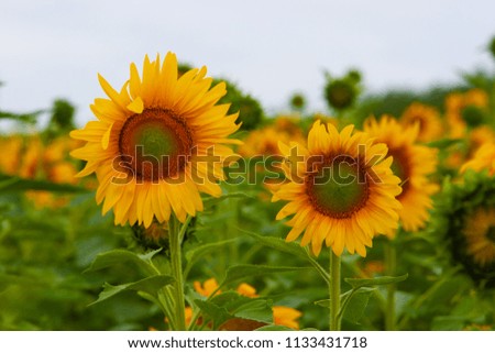 Sunflower field of Hokuruu town, Hokkaido