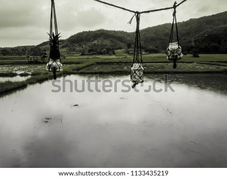 Hanging jars in front of rice fields in Chiang Rai, Thailand.