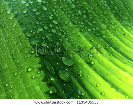 Closeup of water drops on a banana green leaf after raining as natural background,