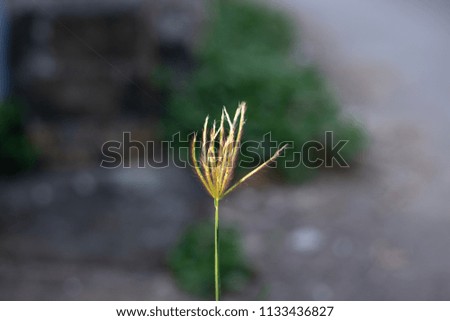 grass flower loanly on blur background
