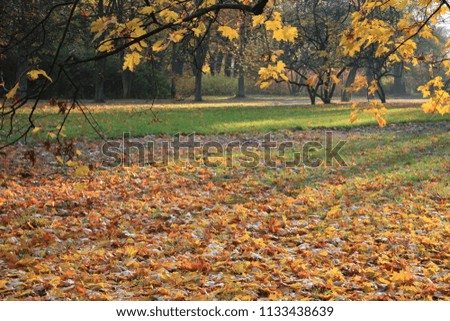 Colorful leaves in the autumn in the park