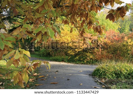 Autumn. Fall. Autumnal Park. Autumn Trees and Leaves in sun rays. Autumn scene.