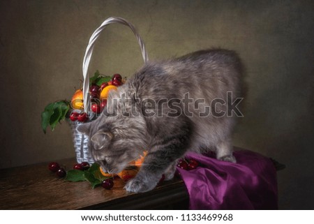 Still life with basket of fruits and curious kitty