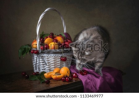 Still life with basket of fruits and curious kitty
