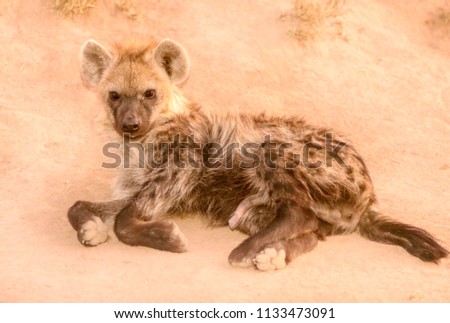 hyenas, Africa, safari