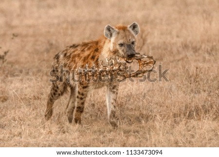 hyenas, Africa, safari