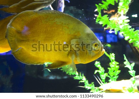 ocean fish reef aquarium