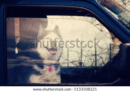 Husky dog sits in a loaded car for traveling in the rain and looks at us through the glass