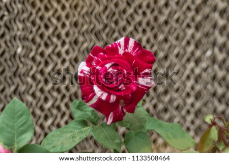 White and Red Streaked Rose