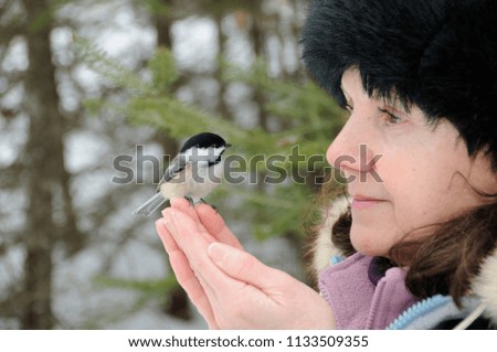 Chickadee and Human Stock Photo.Close-up on hands. Woman with a bird on hands.Chickadee perched on hands. Human and animal interaction.