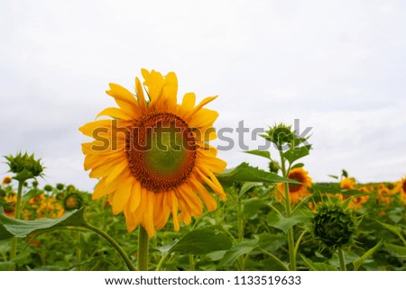 Sunflower field of Hokuruu town, Hokkaido