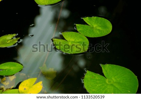 Lotus leaves in the pool floating on the water surface.