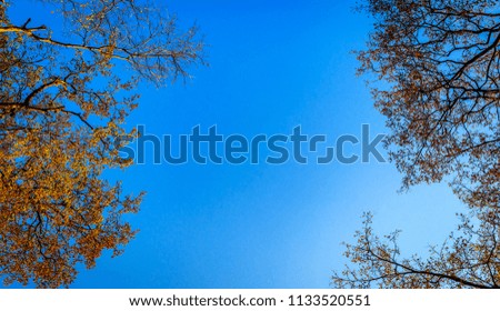 Green and yellow leaves on sky blue background