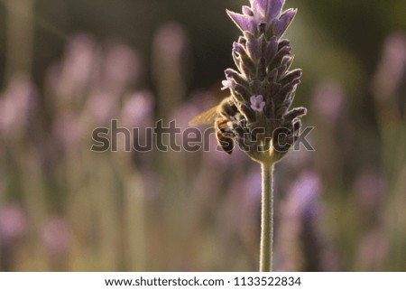 Abelhas lavanda bee abelha natureza nature flor flower