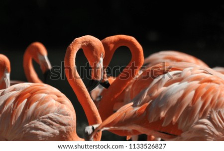 picture of flamingo