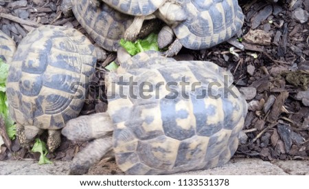 Turtles are eating vegetables