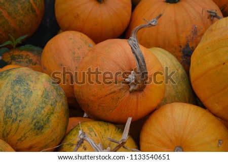 Cucurbita. Yellow pumpkins. Harvesting. Autumn day. Halloween. Horizontal photo