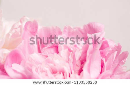 Delicate pink petals of the peony. Morning, relaxation, macro.