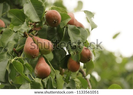 Branch with pears on a tree in summer