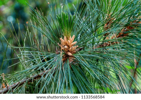 Close-up of pine (latin: Pinus) twigs with flowers. Selective focus, shallow depth of field.