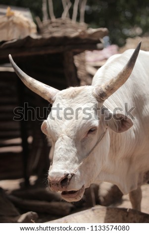 domestic animals vertical photo - single adult white bull head standing  on a sandy ground in African village , with huge horns, in the Gambia, Africa on a sunny day