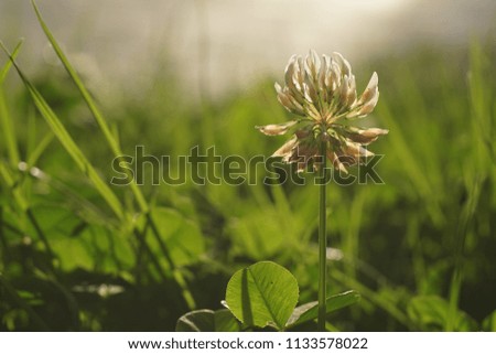 White Clover, Trifolium repens, in a meadow. 
Out of focus green grass, lush foliage, in the background. 