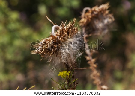 Herbaceous plants "Milk Thistle" (Silybum Marianum). Field with power marian (milk thistle), medical plants. Dry mature head, dried mature flowers with seeds. Blessed Thistle Flowers