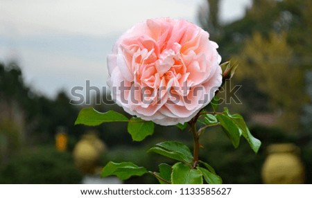Picture of a blooming light pink rose in the park