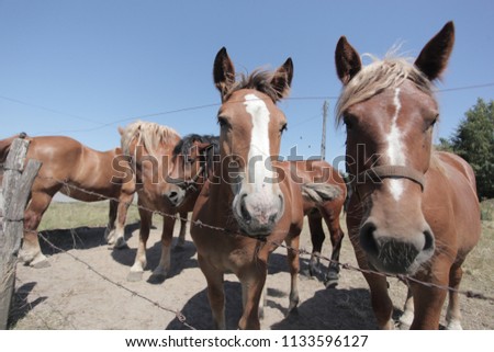 domestic funny animals photography - wide angle shot of group of brown and white different age horses standing on a green grass, behind a wired vintage fence, with blue sky in a village in Poland 