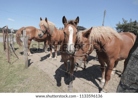 domestic funny animals photography - wide angle shot of group of brown and white different age horses standing on a green grass, behind a wired vintage fence, with blue sky in a village in Poland 