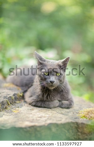 cute adult grey cat with beautiful green eyes lying on a rock, outdoors in green environment, relaxing Royalty-Free Stock Photo #1133597927