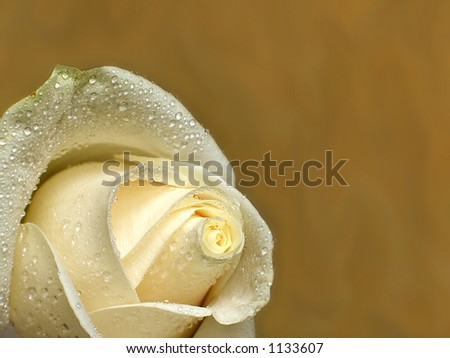 Cream rose on a background of a wall.