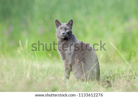 cute adult grey cat with beautiful green eyes sitting in a green meadow Royalty-Free Stock Photo #1133612276