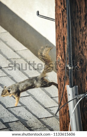 Squirrel runs amok on telephone pole