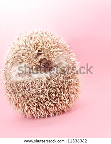 cute shy little hedgehog hiding, pink background