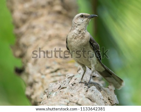 A perched Tropical Mockingbird