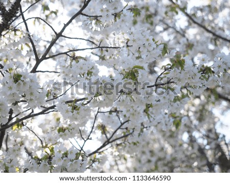 Close up Beautiful Sakura or Cherry blossom flower under the blue sky, Beautiful Japanese Spring with pink Sakura or cherry blossom. Beautiful nature scene with blooming tree. Springtime.