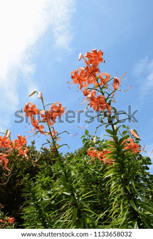 Vivid flowers blooming in summer "Tiger lily"