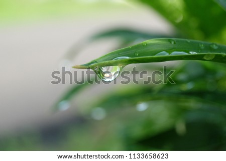 A bokeh picture of water droplet from a plant taken after the rain. Royalty-Free Stock Photo #1133658623