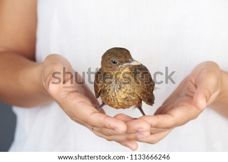 People protecting birds theme. Brown bird in human hands