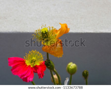 Dazzling  orange and pink  poppies  flowering plants in the subfamily Papaveroideae  family Papaveraceae colorful single  herbaceous plant, flowering in spring are a  charming and decorative plant.