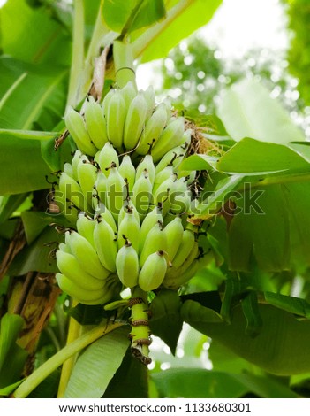 This banana bunch is almost ripe. It is a very nice bunch, no scratch, no mark. There also are green banana leaves in the picture. The backgroud is blurred.