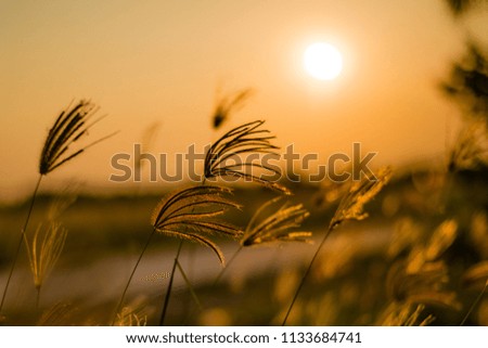 Silhouette grass flower