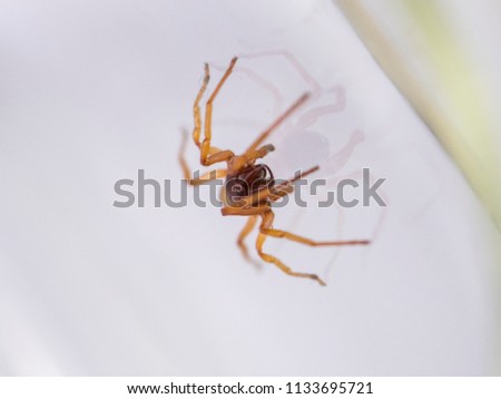 Woodlouse spider on a plain background