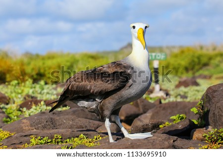 Waved albatross (Phoebastria irrorata) on Espanola Island, Galapagos National park, Ecuador. The waved albatross breeds primarily on Espanola Island. Royalty-Free Stock Photo #1133695910