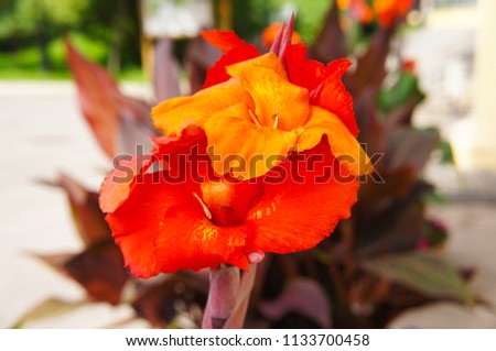Canna lily orange red flower close up