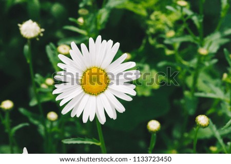 Cute romantic flower of daisy with vivid yellow pollen and long white petals close up. Picturesque leucanthemum vulgare in macro. Pleasant camomile on green background with copy space on greenery.