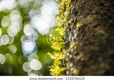 Mossy tree trunk in the forest, selective focus 